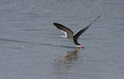 Black Skimmer