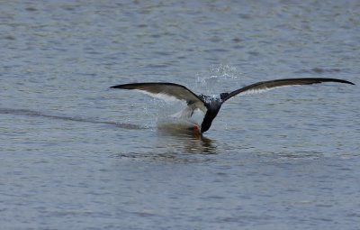 Black Skimmer