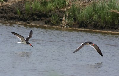 Black Skimmers