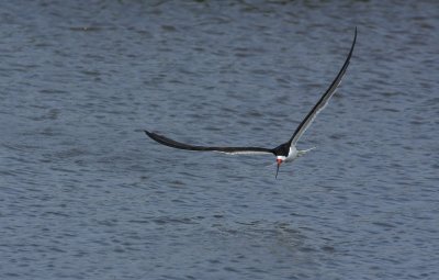 Black Skimmer