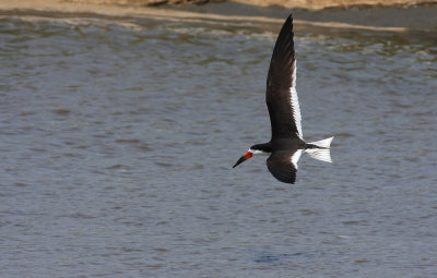 Black Skimmer