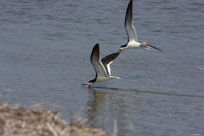 Black Skimmers