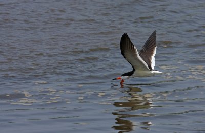 Black Skimmer