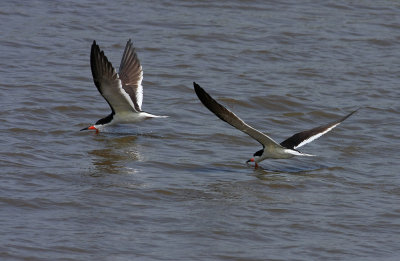 Black Skimmers