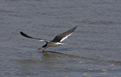 Black Skimmer