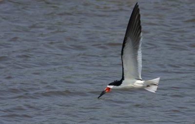 Black Skimmer