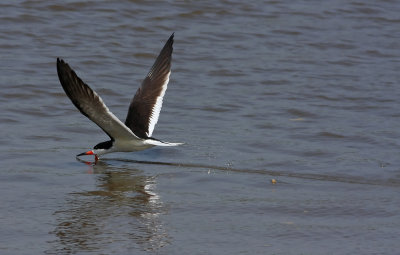 Black Skimmer