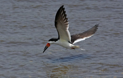 Black Skimmer