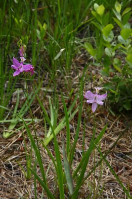 Grass Pink Orchids (Calopogon tuberosus)