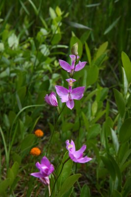 Grass Pink Orchid (Calopogon tuberosus)