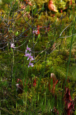Rose Pogonia Orchid (Pogonia ophioglossoides)