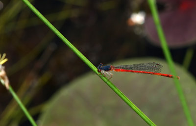 Eastern Red Damsel