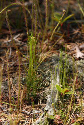 Curly Grass Fern (Schizaea pusillum)