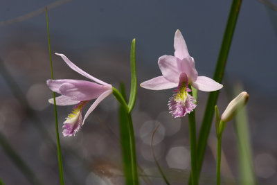 Rose Pogonia Orchid (Pogonia ophioglossoides)