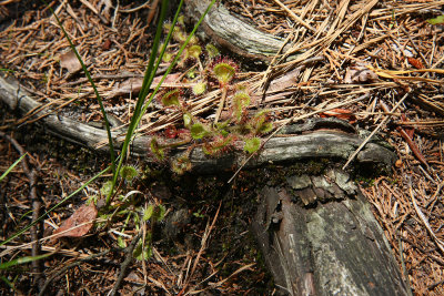 Round-leaved Sundews (Drosera rotundifolia)