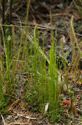 Schizaea pusilla (Curly Grass Fern)