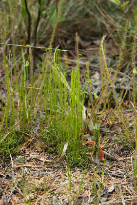 Curly Grass Ferns (Schizaea pusilla)