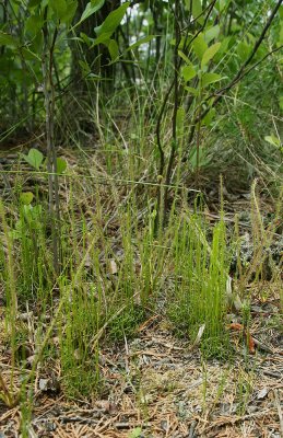 Curly Grass Ferns (Schizaea pusilla)