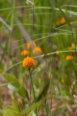 Orange Milkwort (Polygala lutea)