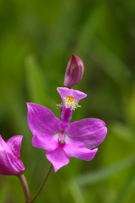 Native Orchids