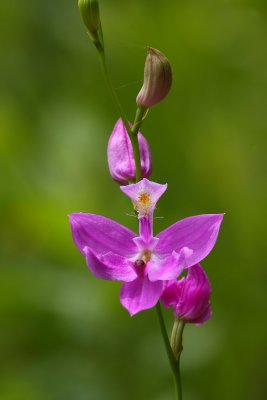 Grass Pink Orchid (Calopogon tuberosus)