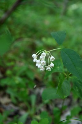 Asclepias quadrifolia- Four-leaved Milkweed