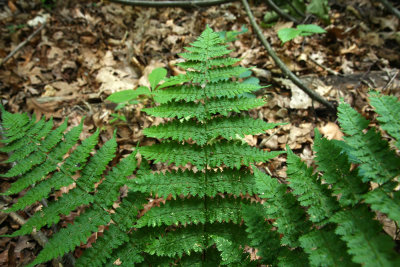Dryopteris intermedia (Evergreen Wood Fern)