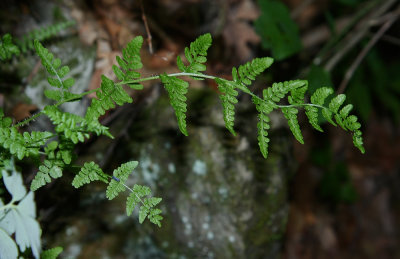 Blunt-lobed Woodsia (Woodsia obtusa)