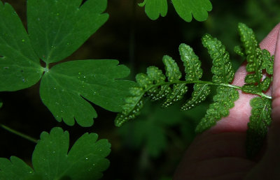 Blunt-lobed Woodsia (Woodsia obtusa)