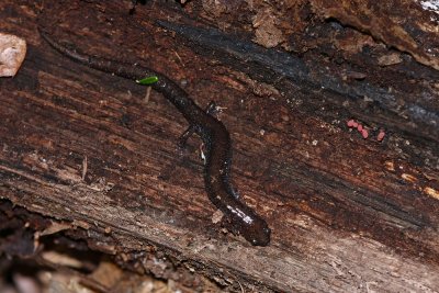 Red-backed Salamander