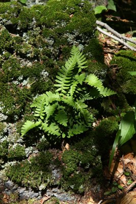 Rock Polypody (Polypodium virginianum)