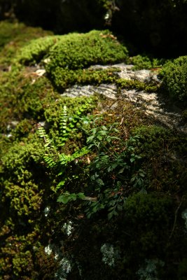 Maidenhair Spleenwort (Asplenium trichomanes) and Wall Rue (Asplenium ruta-muraria)