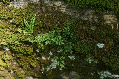 Maidenhair Spleenwort (Asplenium trichomanes) and Wall Rue (Asplenium ruta-muraria)