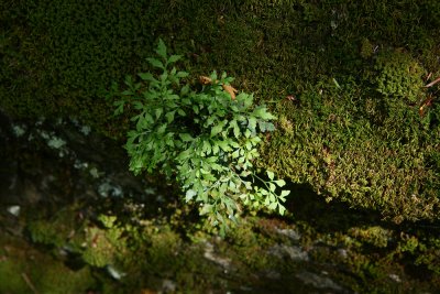 Wall Rue (Asplenium ruta-muraria)