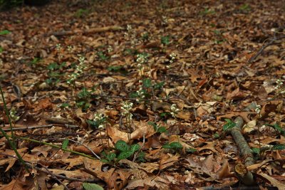 Round-leaved Pyrola (Pyrola rotundifolia)