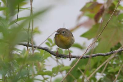 Common Yellowthroat (female)