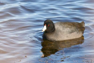 American Coot (much better shots)