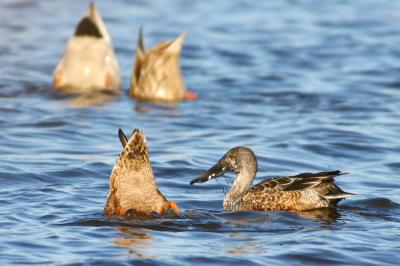 More shovelers