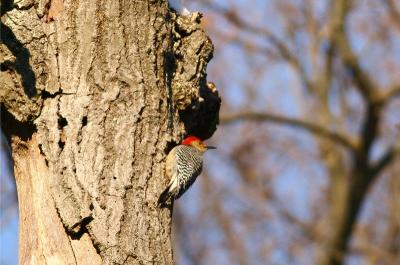 Red-bellied Woodpecker