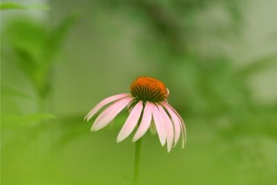 Purple Coneflower