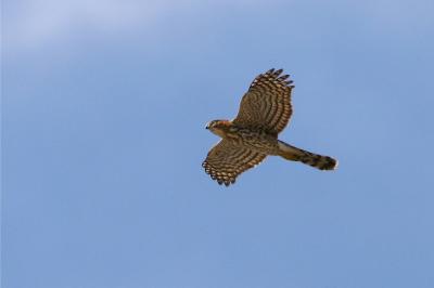 Sharp-shinned Hawk