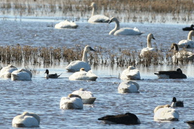 Tundra Swans and Northern Pintails