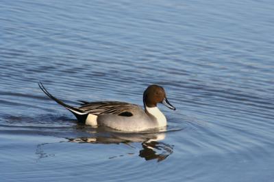 Northern Pintail