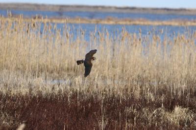 Northern Harrier