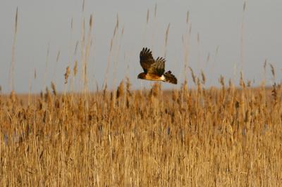 Northern Harrier