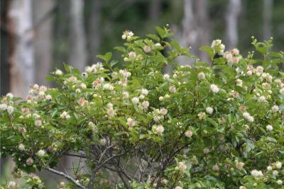 Buttonbush (Cephalanthus occidentalis)