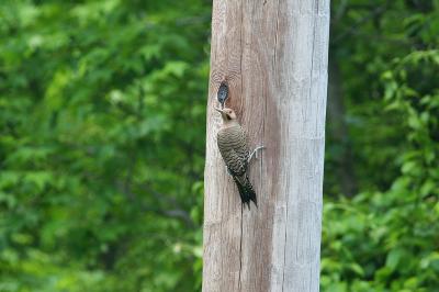 Northern Flicker