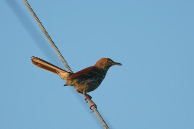 Brown Thrasher