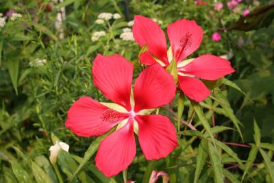 Scarlet Mallow