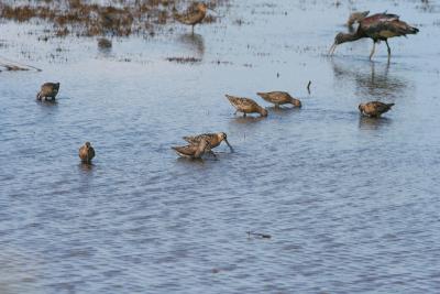 Short-billed Dowitchers and Glossy Ibis